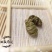 铁皮石斛枫斗全化渣粘牙