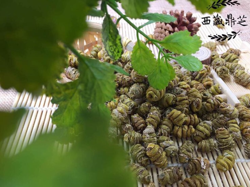 铁皮石斛枫斗全化渣粘牙
