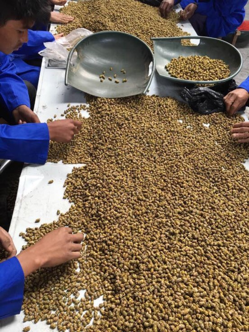 铁皮石斛枫斗全化渣粘牙