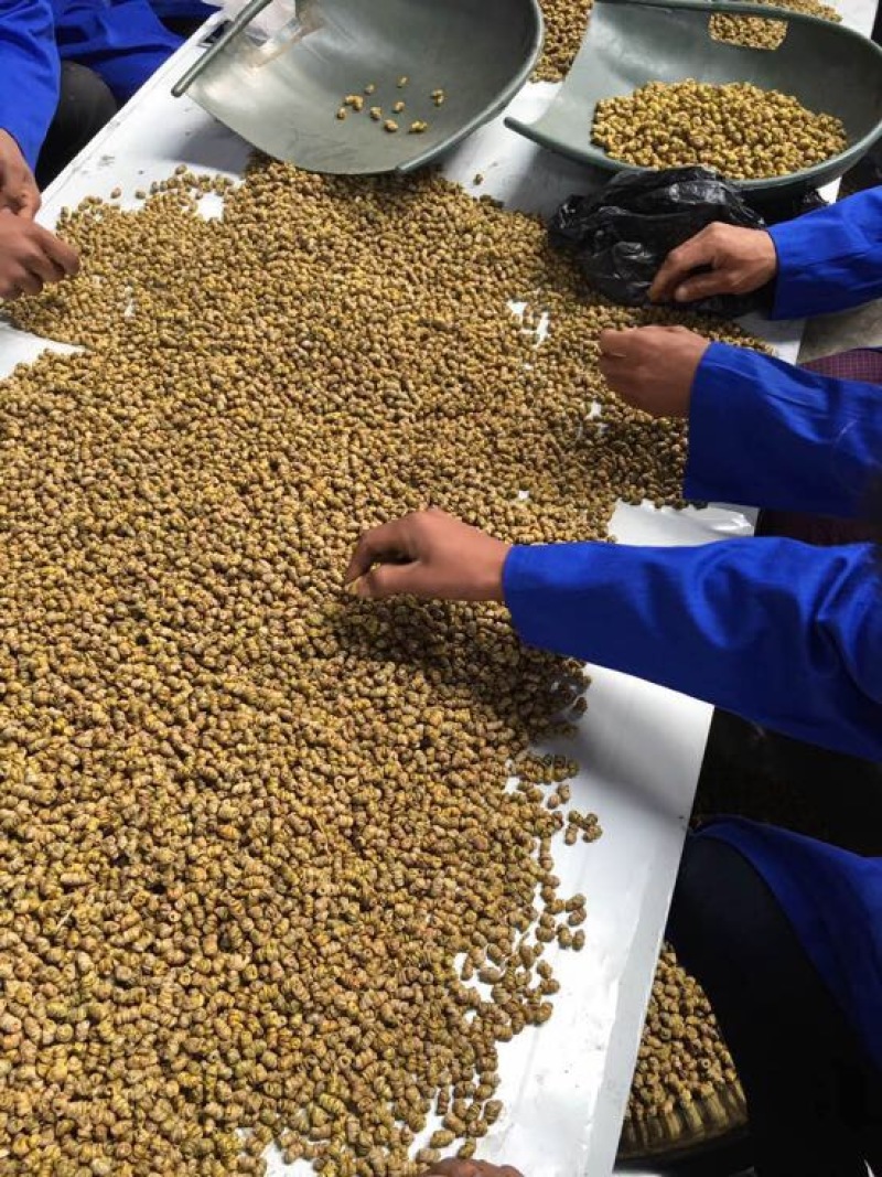 铁皮石斛枫斗全化渣粘牙