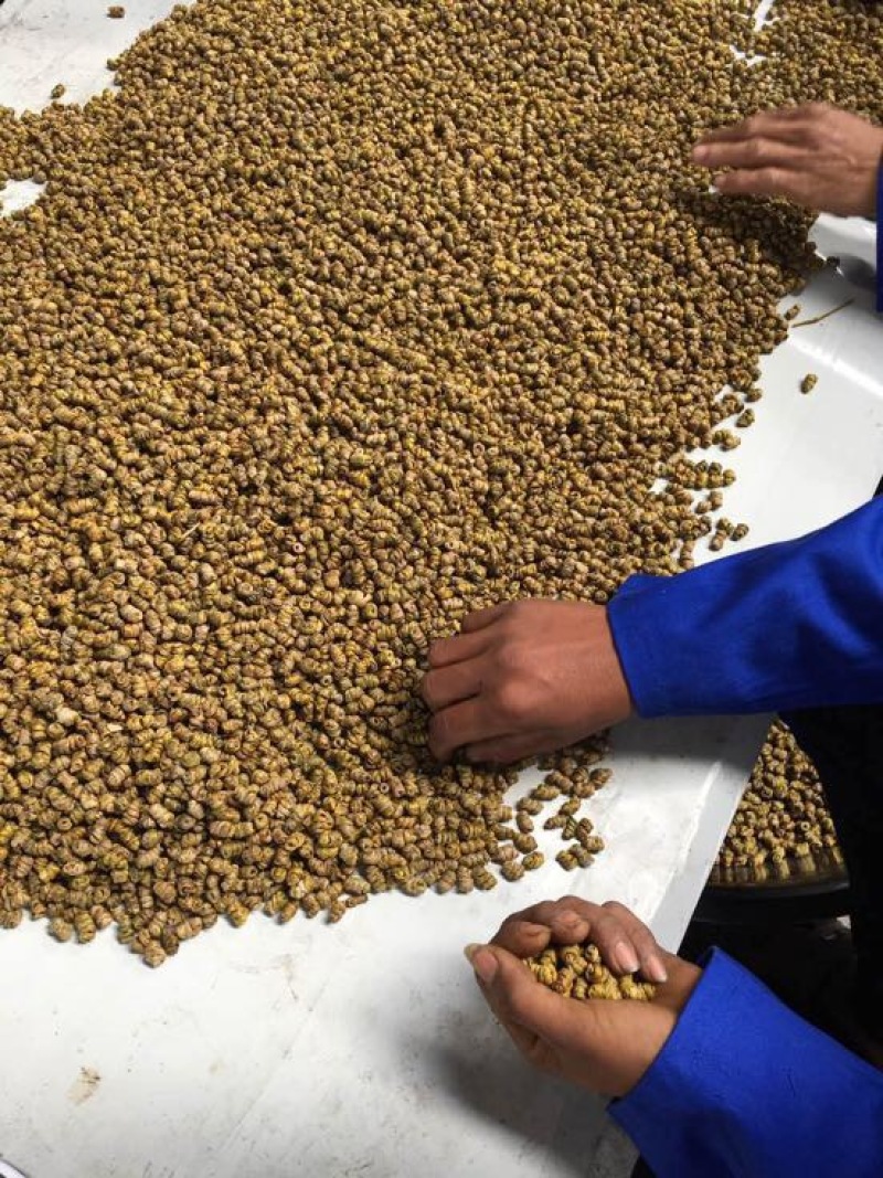 铁皮石斛枫斗全化渣粘牙