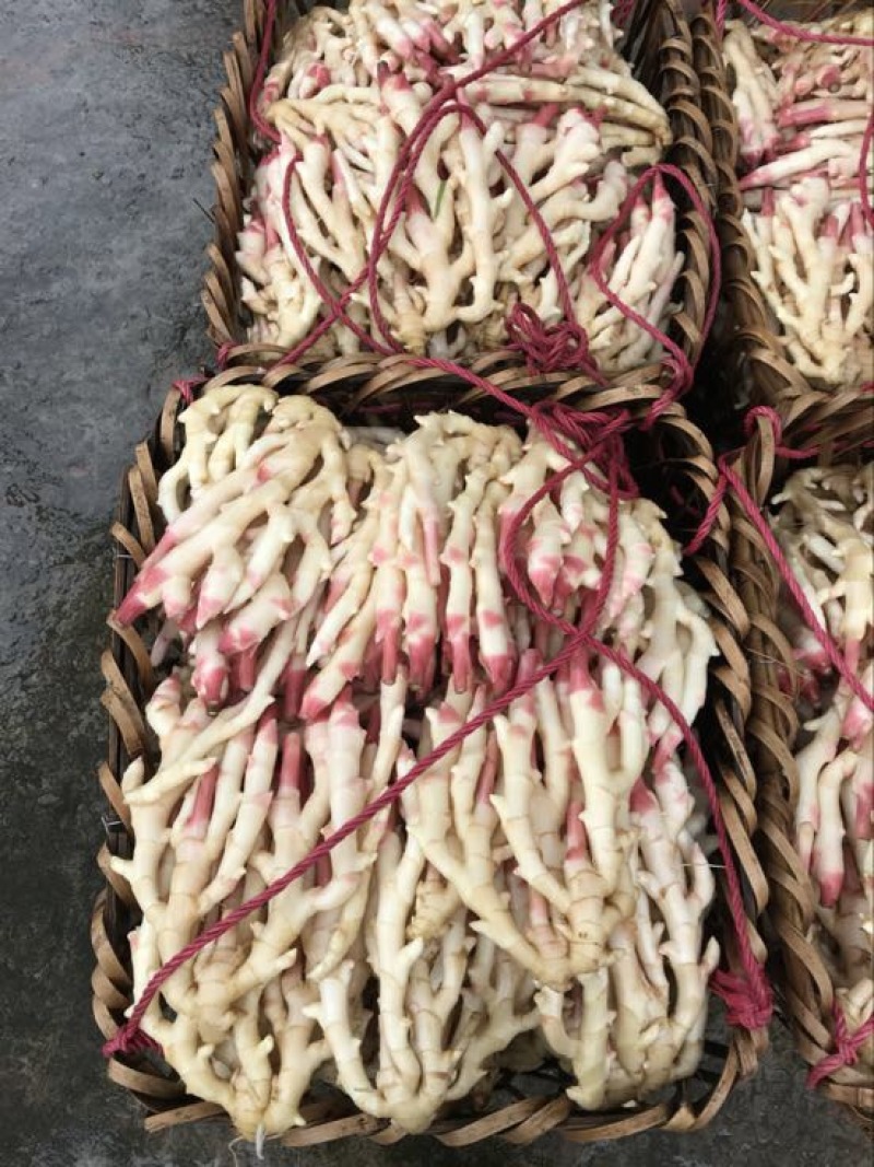 精品红芽生姜，仔姜，5两以上泥巴、水洗农产品质量过硬。