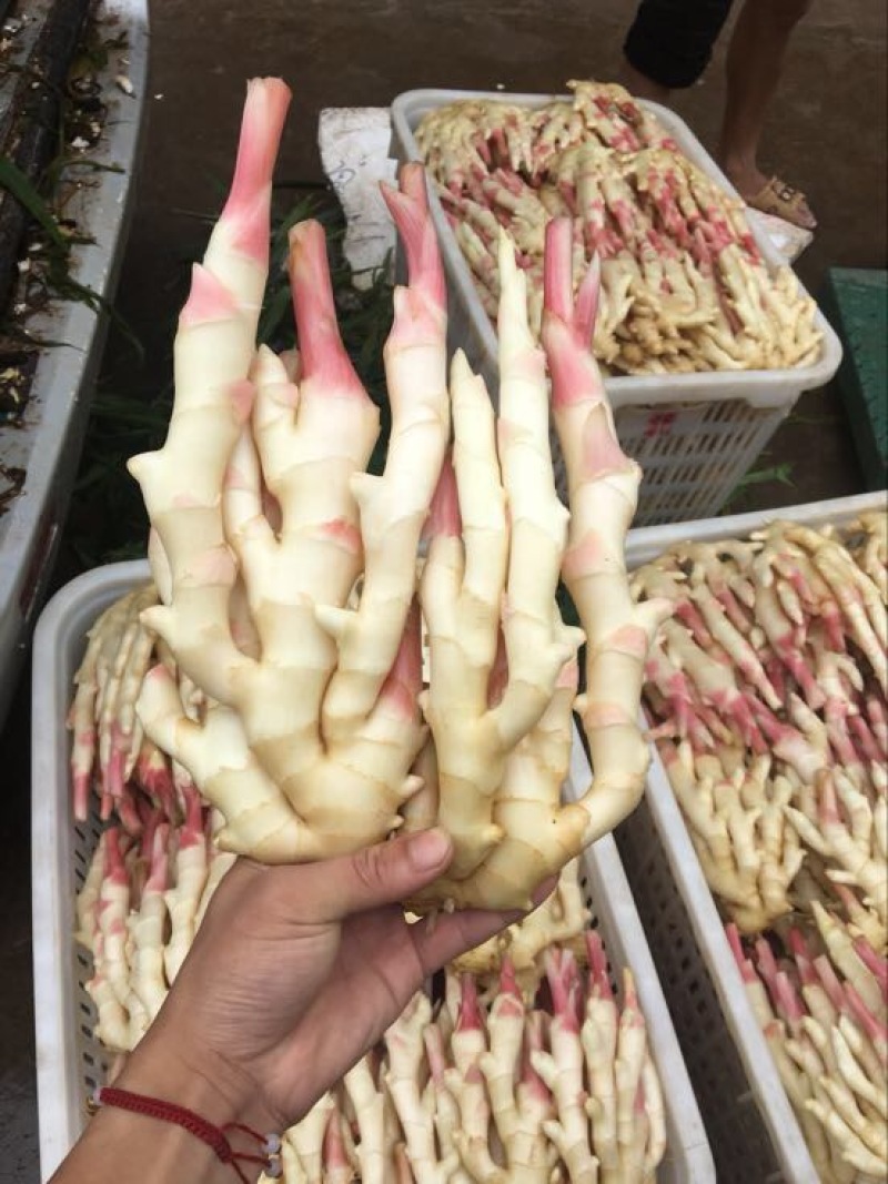 精品红芽生姜，仔姜，5两以上泥巴、水洗农产品质量过硬。