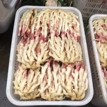 精品红芽生姜，仔姜，5两以上泥巴、水洗农产品质量过硬。