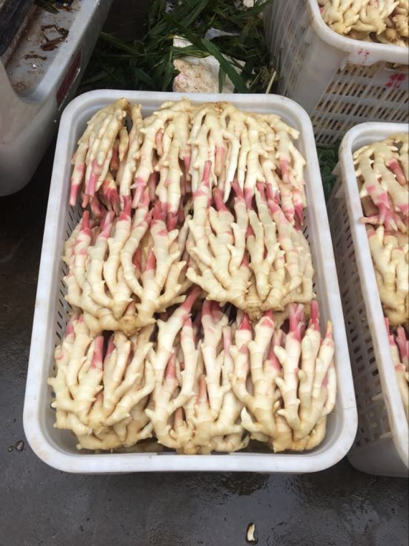 精品红芽生姜，仔姜，5两以上泥巴、水洗农产品质量过硬。
