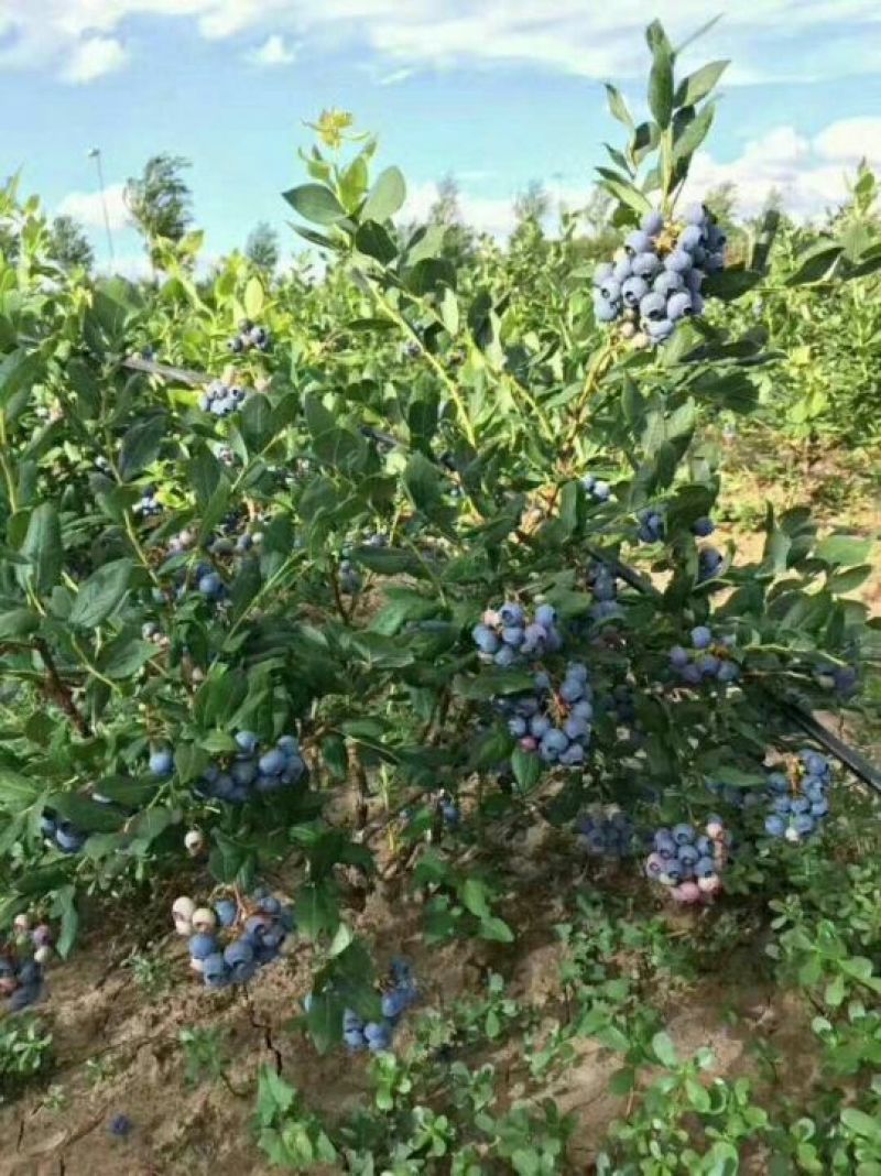 蓝莓苗2年以上脱毒组培蓝莓苗适合南北方种植的蓝莓苗，