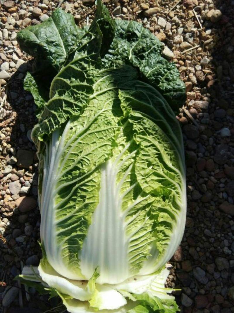 河北坝上大青沟基地黄心玲珑黄白菜，精品菜3~6斤