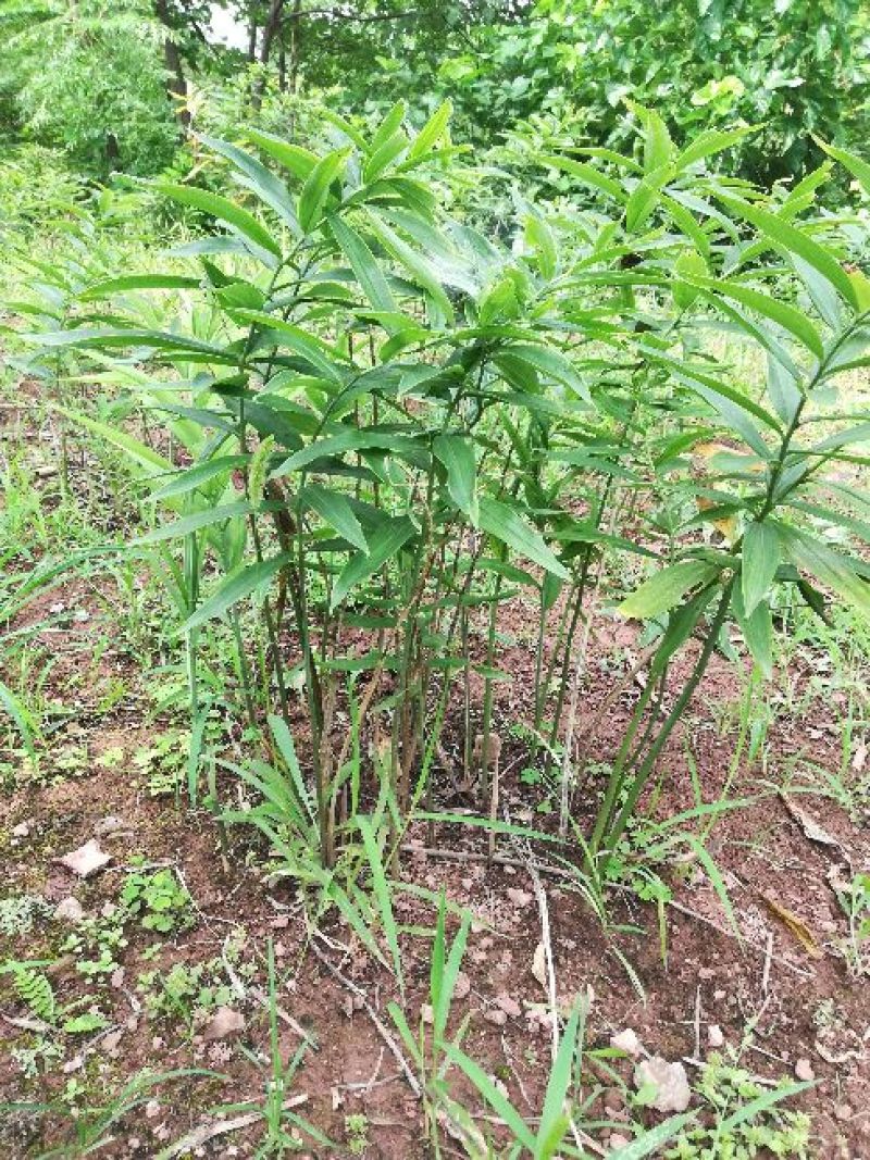 黄精块茎种苗黄精四川四季不倒苗姜行多花甜黄精基地直销