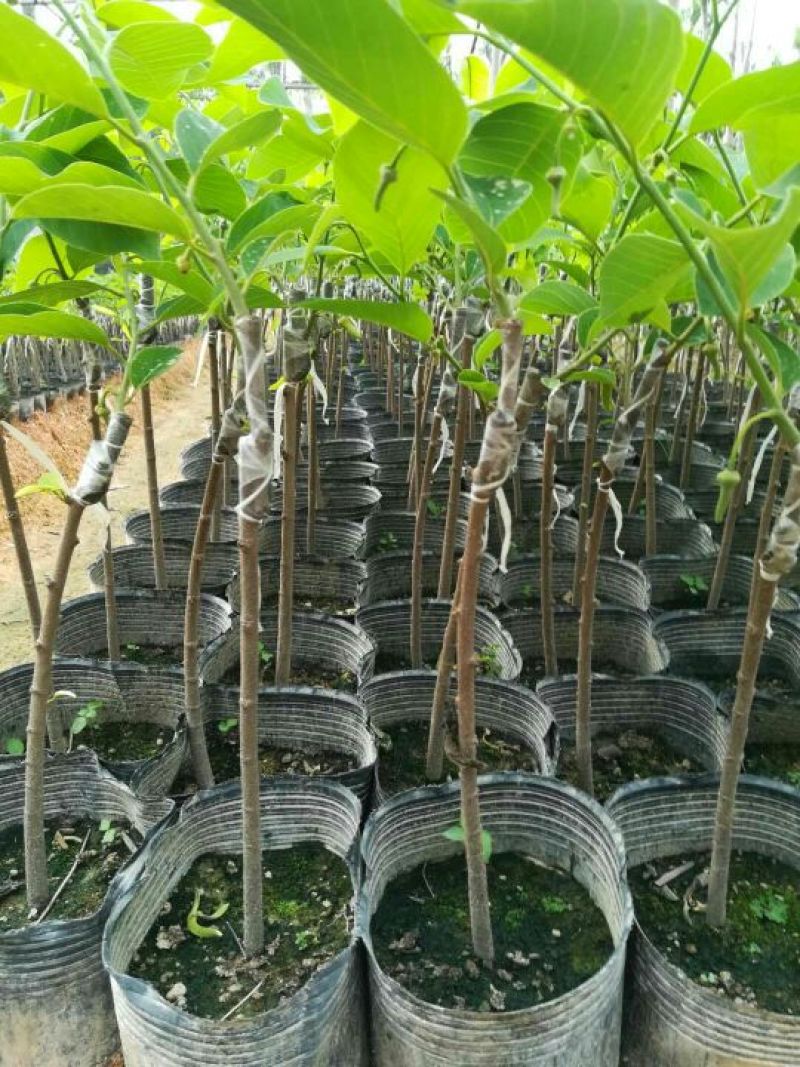 凤梨释迦苗（番荔枝、林檎），提供技术指导