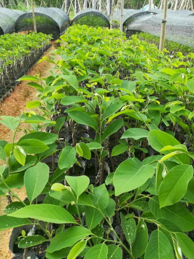 凤梨释迦苗（番荔枝、林檎），提供技术指导