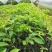 凤梨释迦苗（番荔枝、林檎），提供技术指导