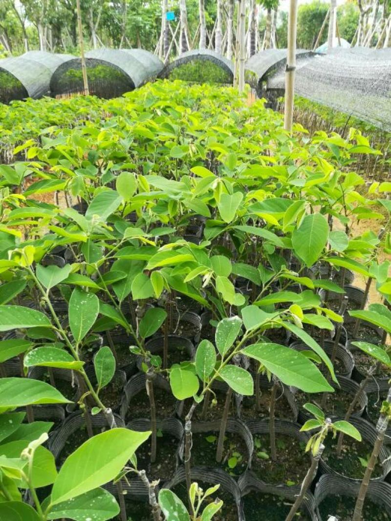 凤梨释迦苗（番荔枝、林檎），提供技术指导