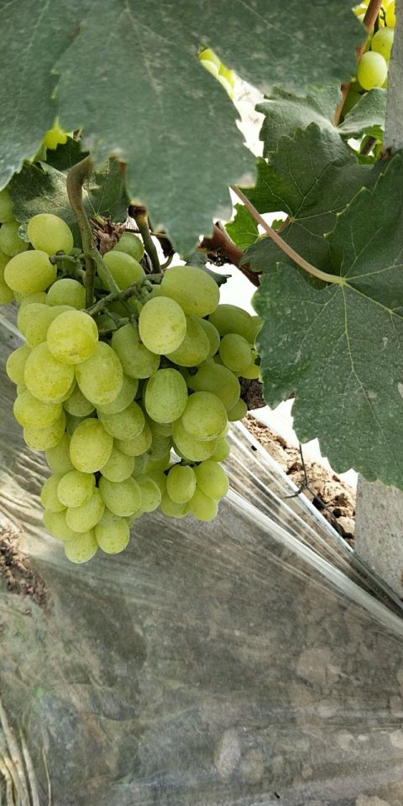 维多利亚葡萄大量上市并有阳光玫瑰红芭多A17千亩巨峰