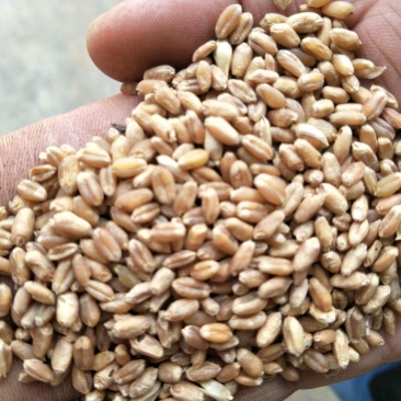新陈小麦