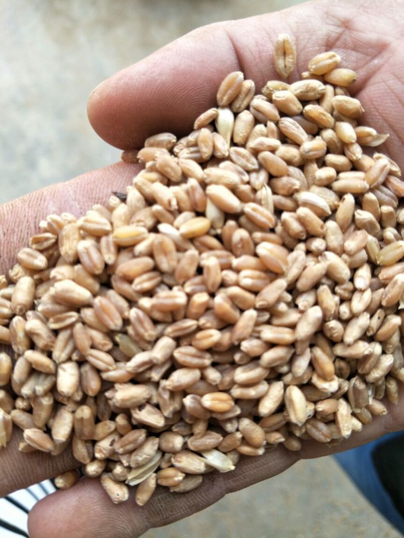新陈小麦