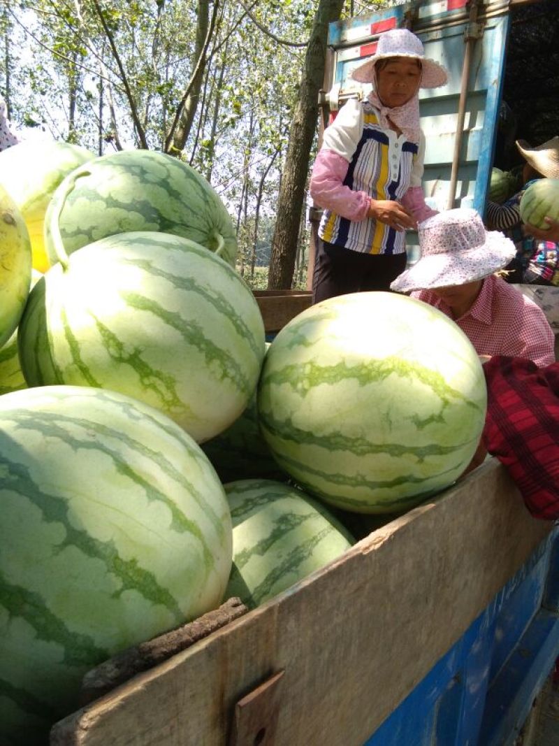 大量供应花皮无籽西瓜8斤打底9成熟1茬一手货源