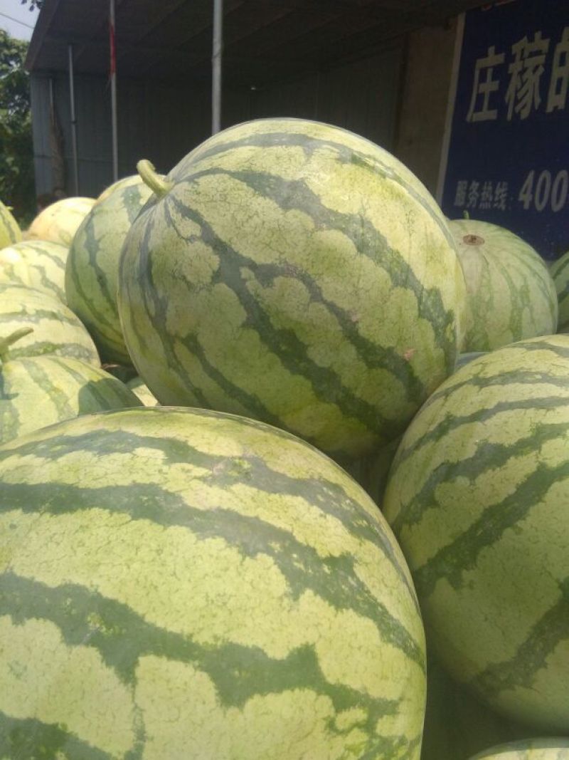 大量供应花皮无籽西瓜8斤打底9成熟1茬一手货源