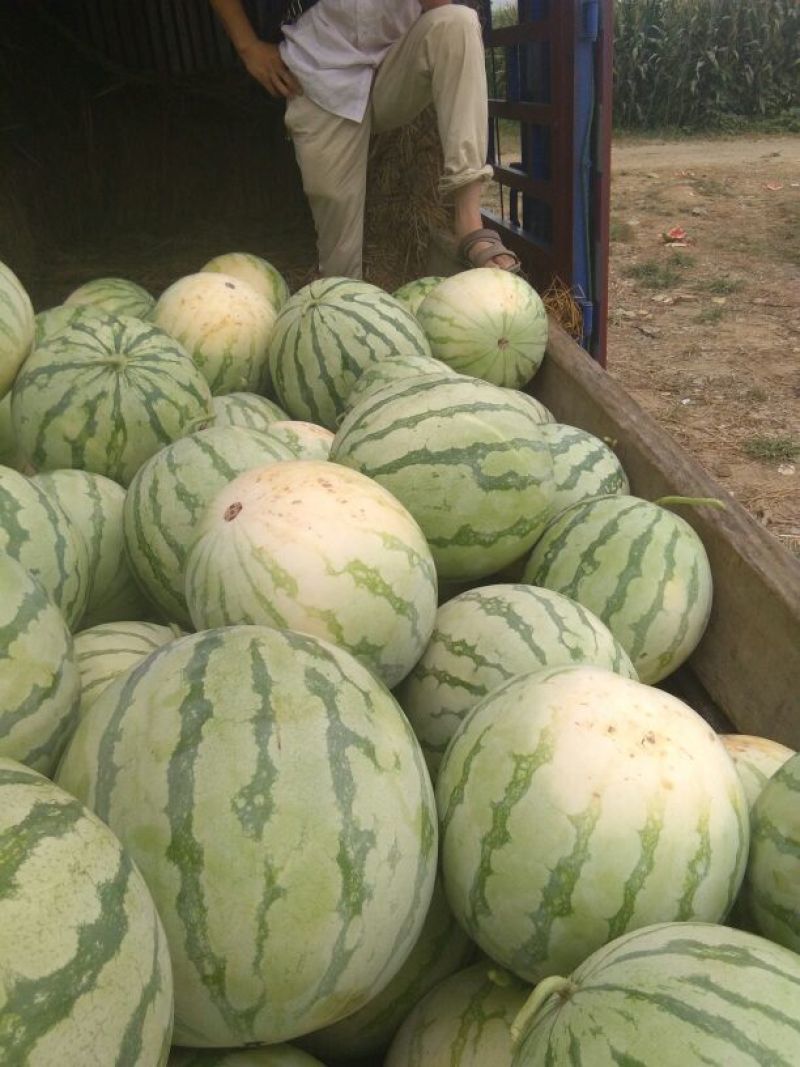 大量供应花皮无籽西瓜8斤打底9成熟1茬一手货源