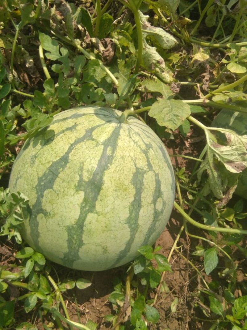 大量供应花皮无籽西瓜8斤打底9成熟1茬一手货源