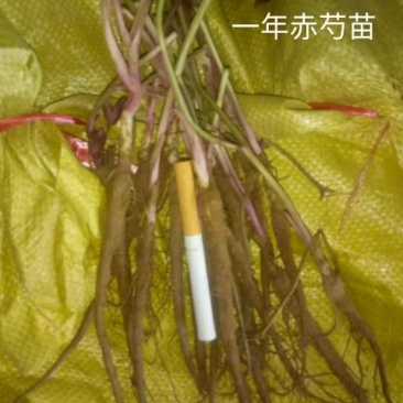 赤芍苗，量大从优，价格美丽欢迎采购，售后无忧