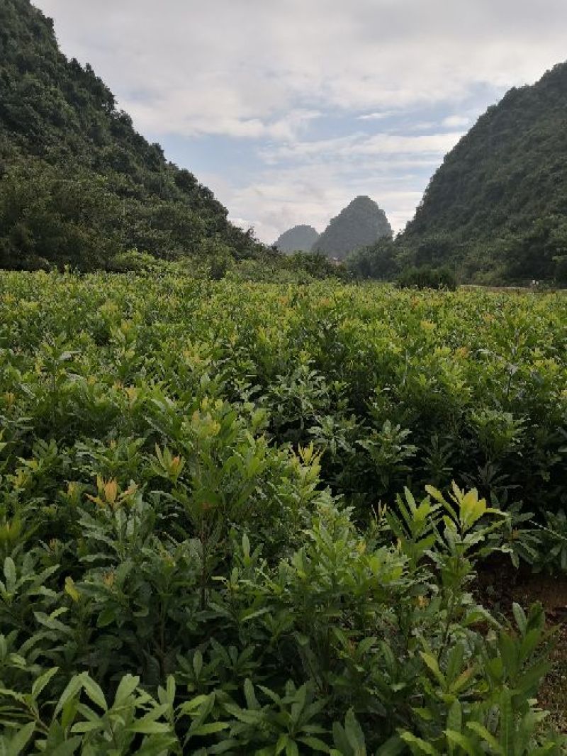 杨梅苗东魁大颗杨梅乌梅