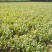 优质香菜15――20公分以上