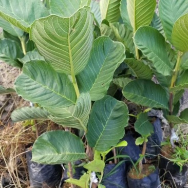 番石榴苗红宝石芭乐