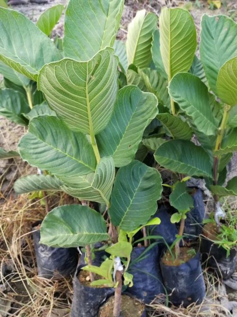 番石榴苗红宝石芭乐