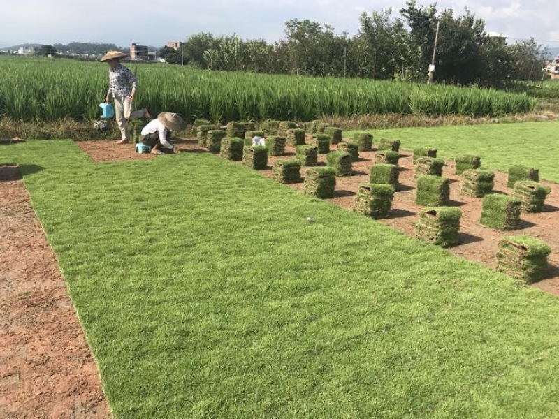 马尼拉草坪