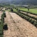 马尼拉草坪