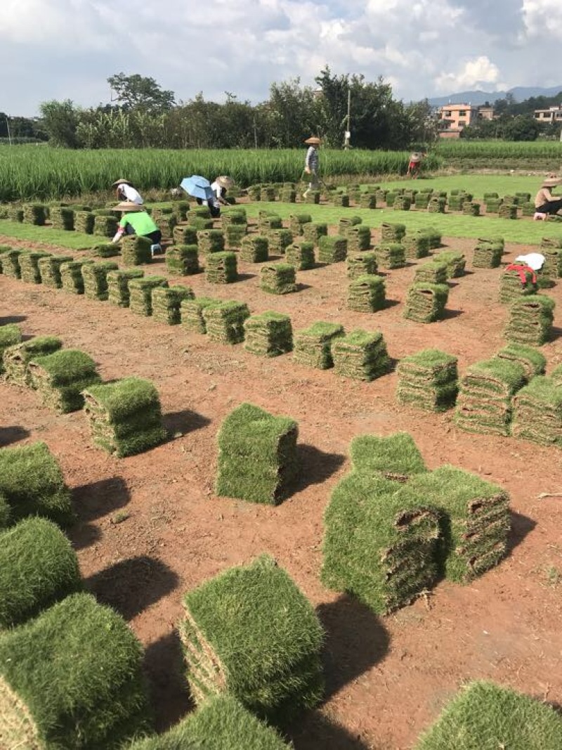 马尼拉草坪