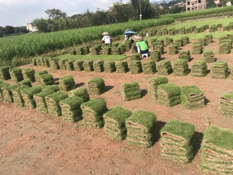 马尼拉草坪