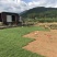 马尼拉草坪