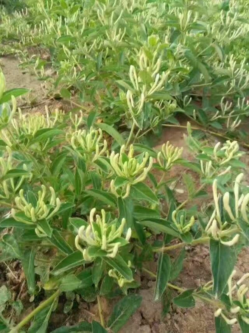 金银花苗木新品种巨花一号产量高易管理树型好