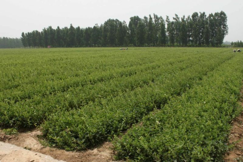 金银花苗木新品种巨花一号产量高易管理树型好