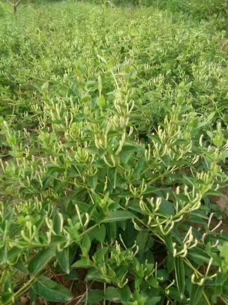 金银花苗木新品种巨花一号产量高易管理树型好