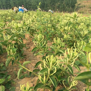金银花苗木新品种巨花一号产量高易管理树型好
