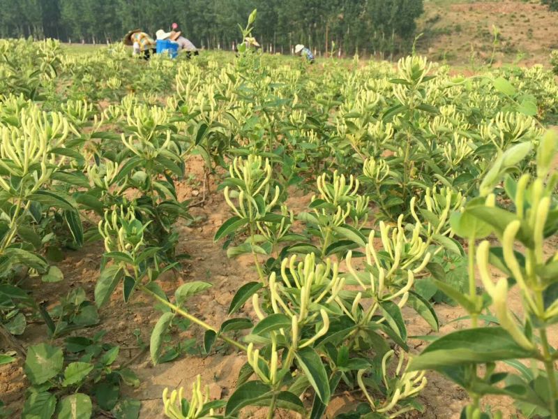 金银花苗木新品种巨花一号产量高易管理树型好