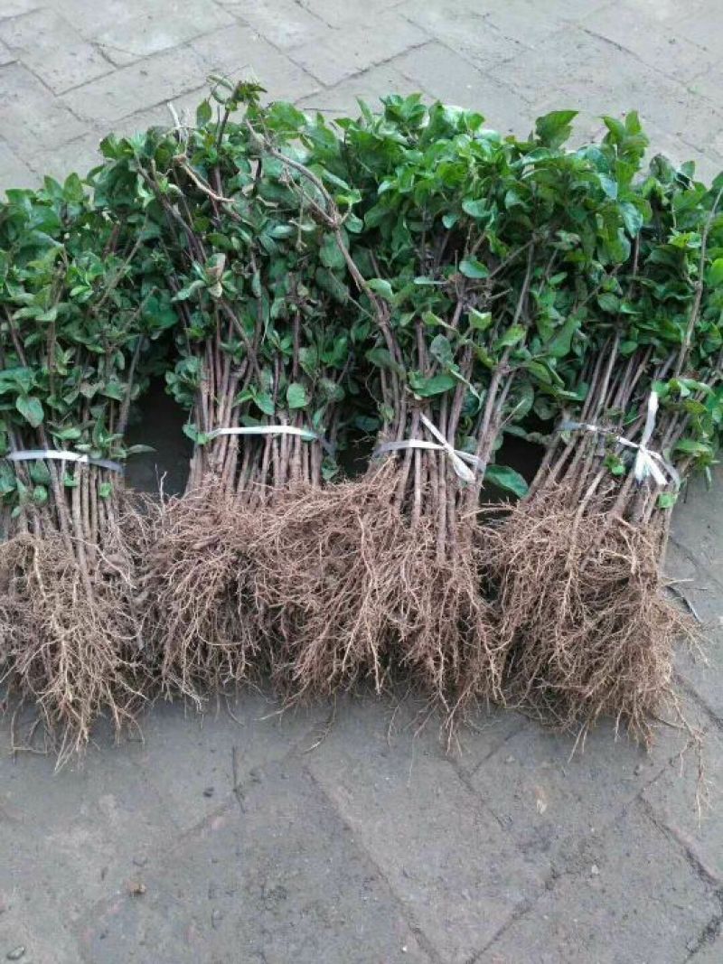 金银花苗木新品种巨花一号产量高易管理树型好