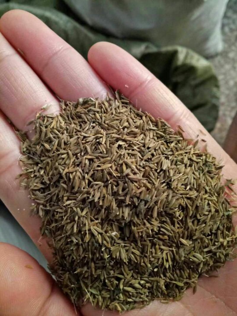 蒲公英种子