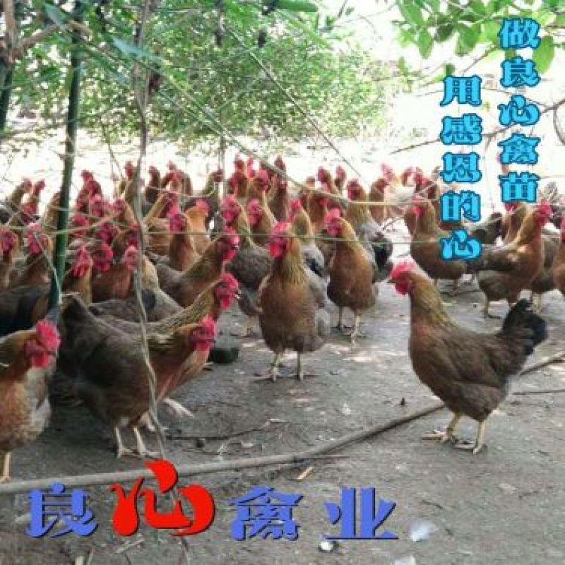出售优质清远麻鸡母苗小麻鸡苗另有灵山土鸡青脚土鸡苗
