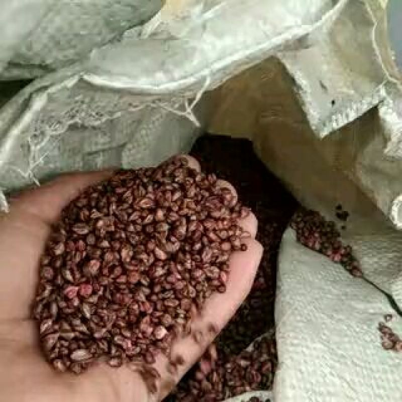 葡萄籽――果品籽不能做种子