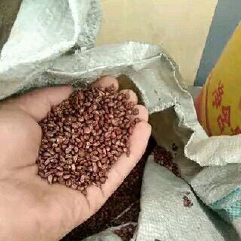 葡萄籽――果品籽不能做种子