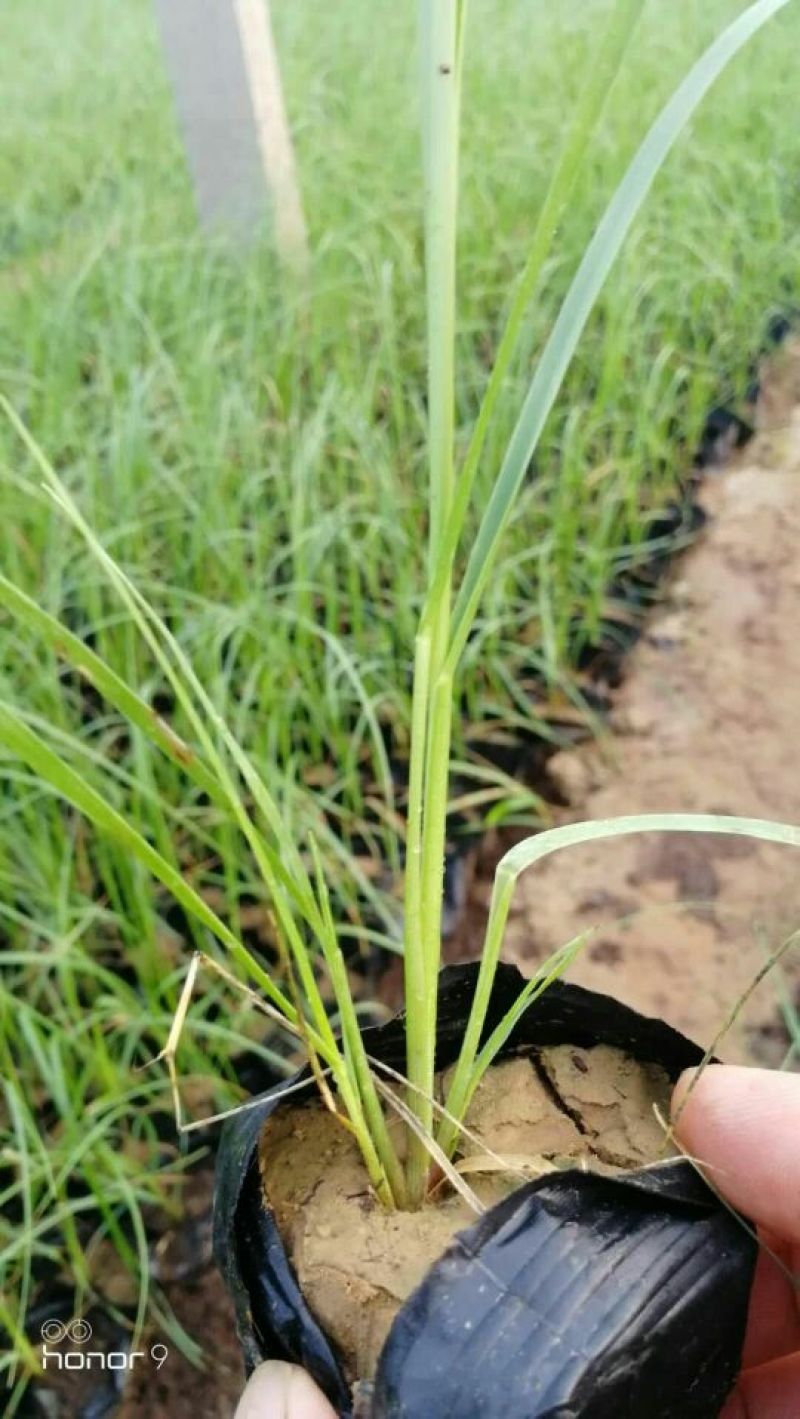 矮蒲苇基地直销量大从优
