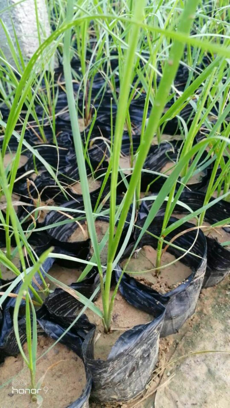 矮蒲苇基地直销量大从优