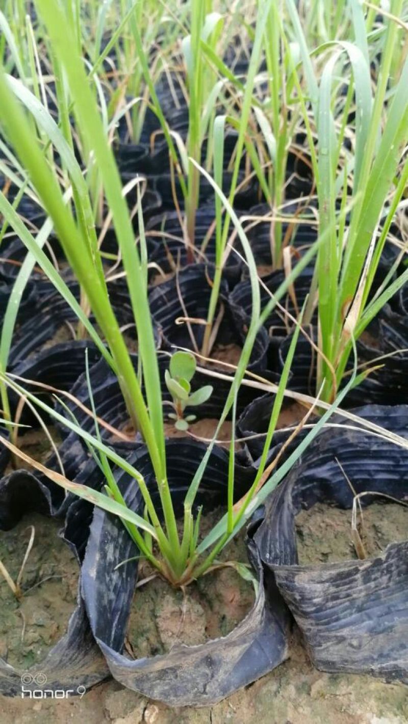 矮蒲苇基地直销量大从优