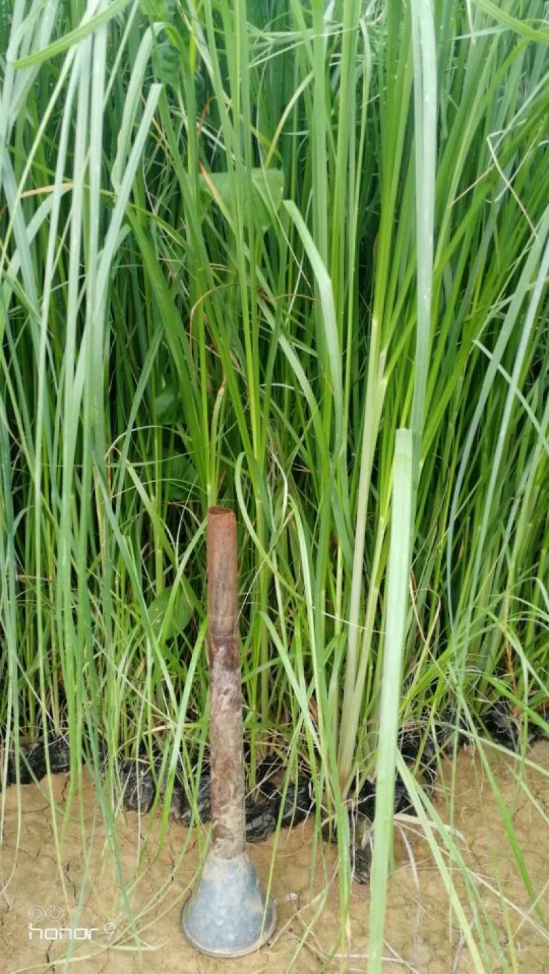 矮蒲苇基地直销量大从优