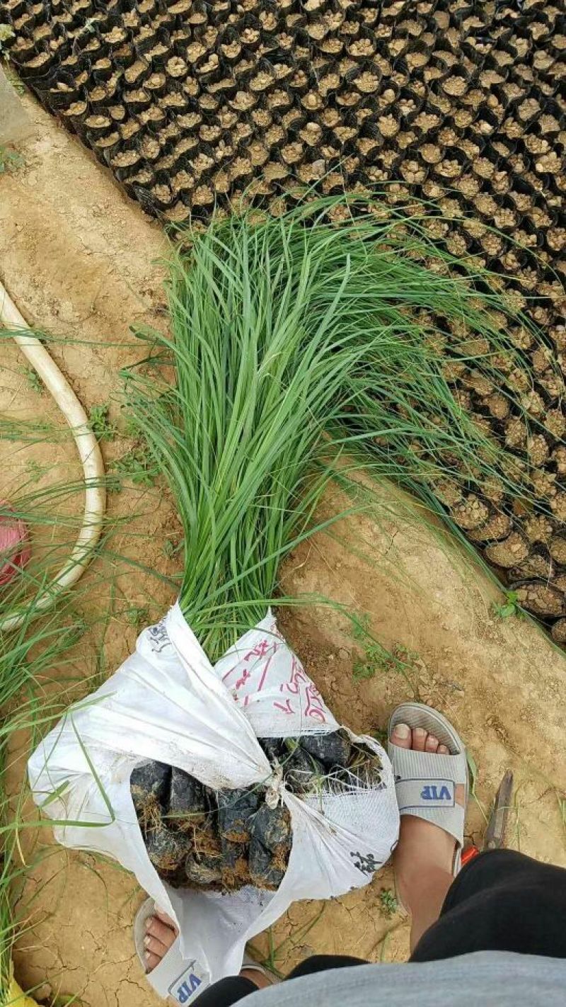矮蒲苇基地直销量大从优