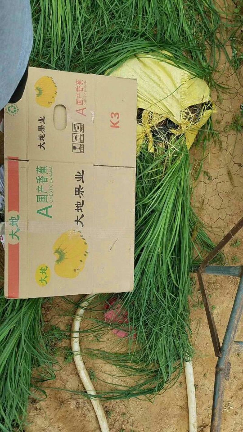矮蒲苇基地直销量大从优