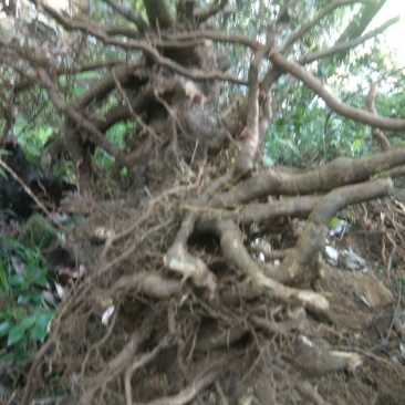 乌药，虎杖